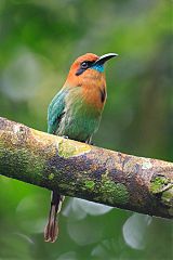 Broad-billed Motmot